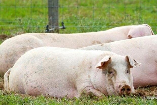 У Китаї фермер виростив свиню розміром з ведмедя