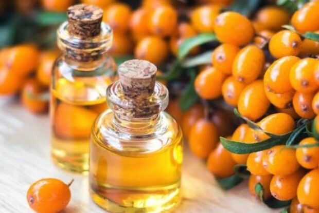 Не лохиною єдиною: чому в Україні набуває популярності вирощування обліпихи