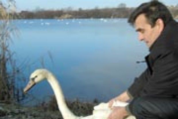 ЩО Ж ЗА ЛЕБІДЬ БЕЗ ПАРИ...