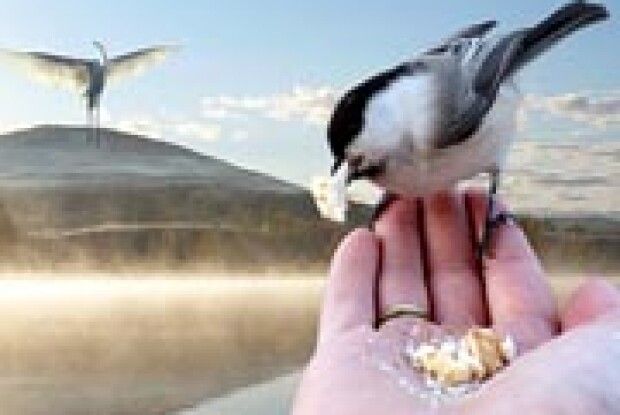 КРАЩЕ СИНИЦЯ В ЖМЕНІ?