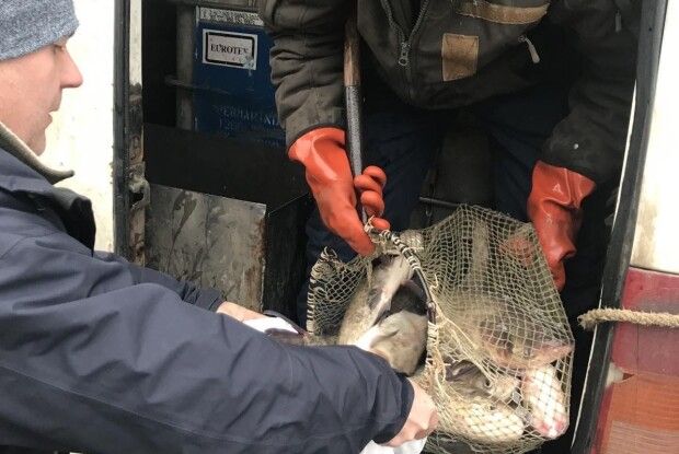 Виробники риби з Горохівщини передали 150 кг товстолоба на благодійність