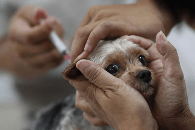 У селі на Волині вакцинують усіх тварин після підтвердження сказу у кота (Відео)