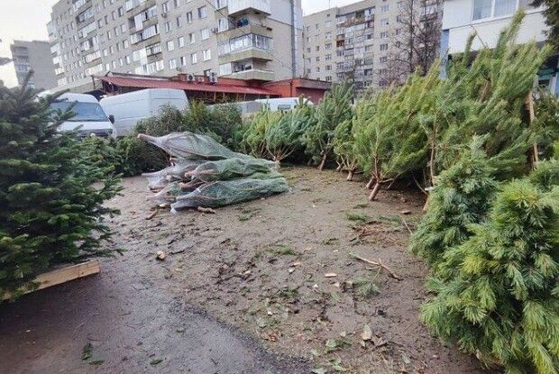У Луцьку перевіряли ялинкові ринки: який результат
