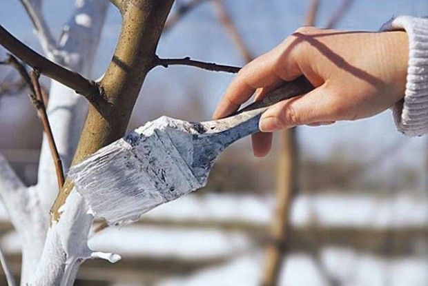 Попіл: і добриво, і засіб проти шкідників