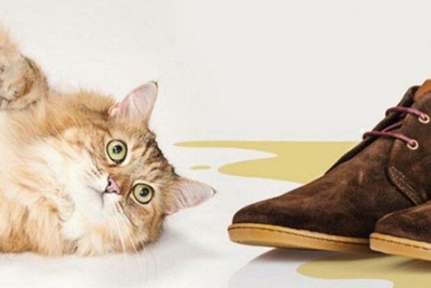 Неприємні запахи у домі заберуть оцет і трави