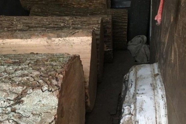 Волинські лісівники затримали лісових злодіїв