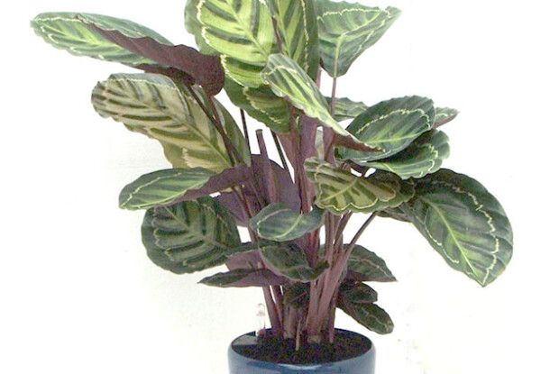 Якщо перелили…