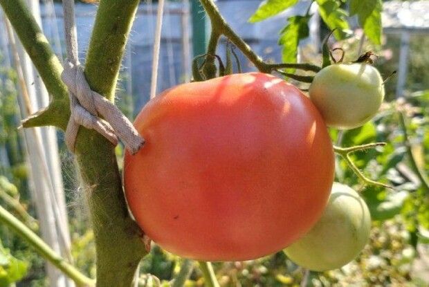 Пенсіонер із Луцька вирощує кілограмові помідори у пеньках (Відео)