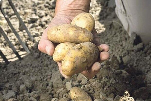 Коли волинянам копати картоплю?