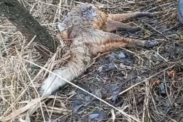 Волинські екоінспектори виявили факти браконьєрства