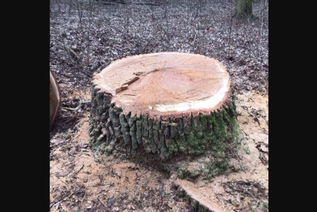 На Волині поліцейські розшукують зловмисників, які вкрали дуби