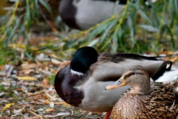 Делікатесного м'яса заманулося: горохівські поліцейські знайшли злодія, який поцупив 10 качок
