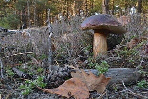 ВІКНО РУБРИКИ: привіт від замерзлого лісу