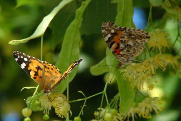 «Їх мільйони»: Київ атакували метелики