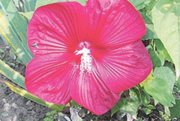 ГОТУЄМО КЛУМБУ ДО ЗИМИ