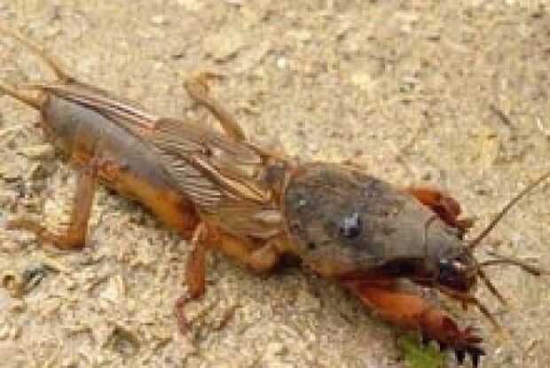 ЯК ПЕРЕМОГТИ МЕДВЕДКУ