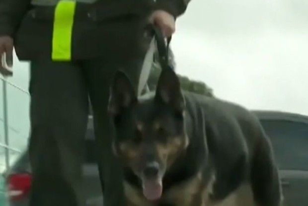 Наркобарон у Колумбії оголосив винагороду у 70 тисяч доларів за голову собаки