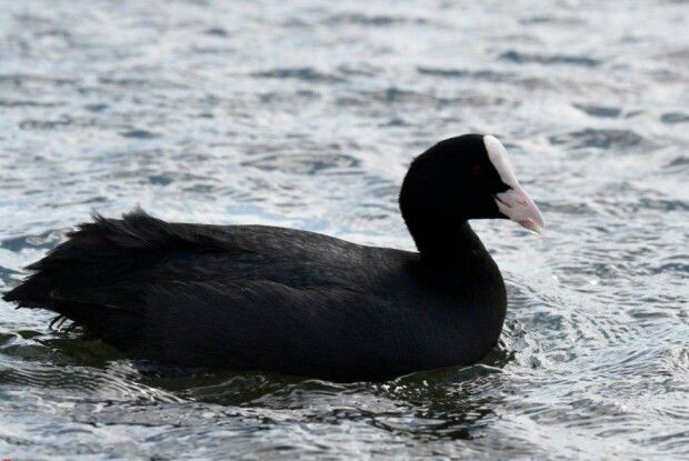 На одному з озер Волині рятували близько тисячі птахів