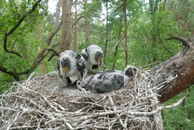У парку на Волині закільцювали рідкісних чорних лелек (Фото)