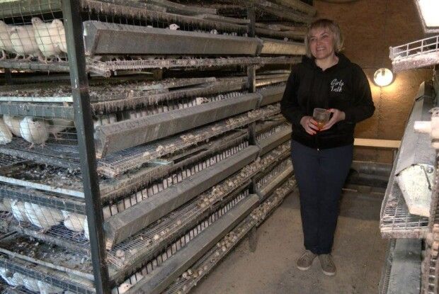 Фермерка з Волині забезпечує військовий госпіталь яйцями і м'ясом перепілки (Відео)