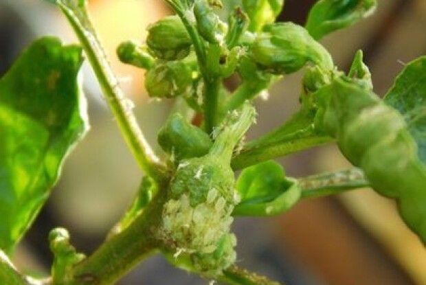 Попелиця на перці та інші...