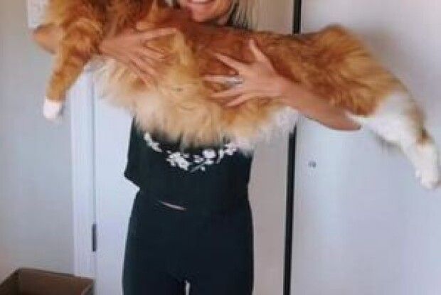 Добрий та ласкавий: показали фото гігантського кота 