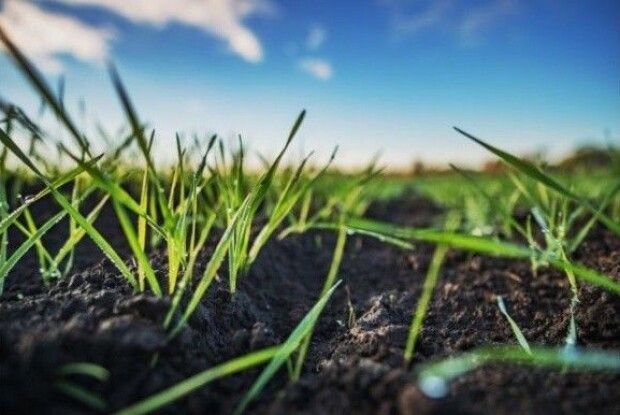 Суттєве потепління на Волині: що буде з  озиминою