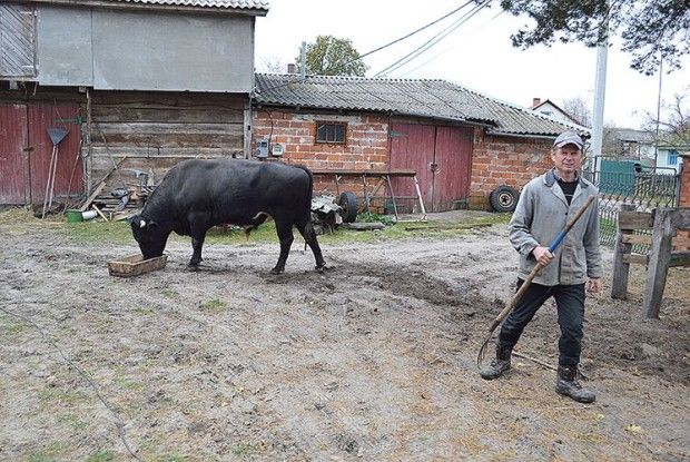 Годівельник найбільших биків