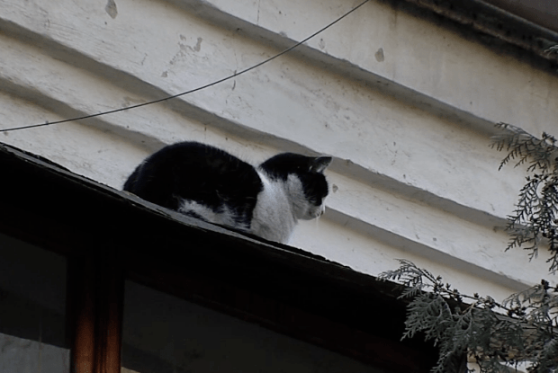 У Рівному з даху зняли кота