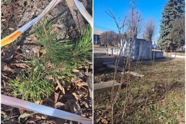 У громаді на Волині висадили майже 2000 нових дерев