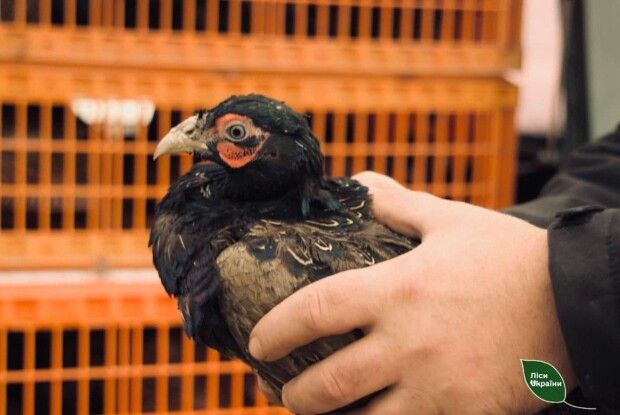 На Волині випустили в дику природу фазанів (Фото)