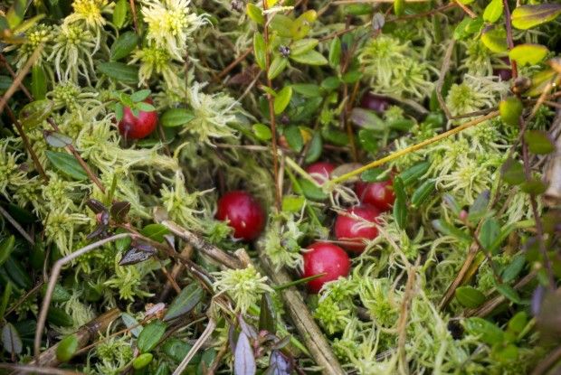 Ох і нелегка оця ж бо робота — журавлину збирати серед болота… 