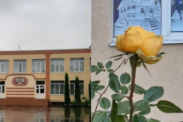 У Рівному серед зими розцвіла троянда на шкільному дворі