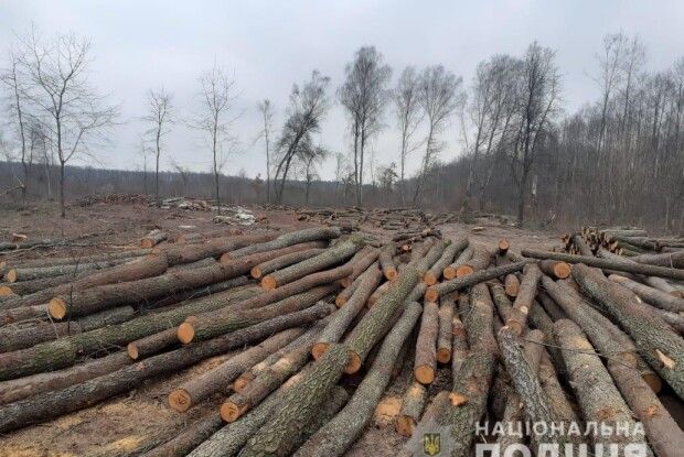 Волинські слідчі підозрюють, що підприємець незаконно зрізав 184 дерева у Національному парку (Відео)