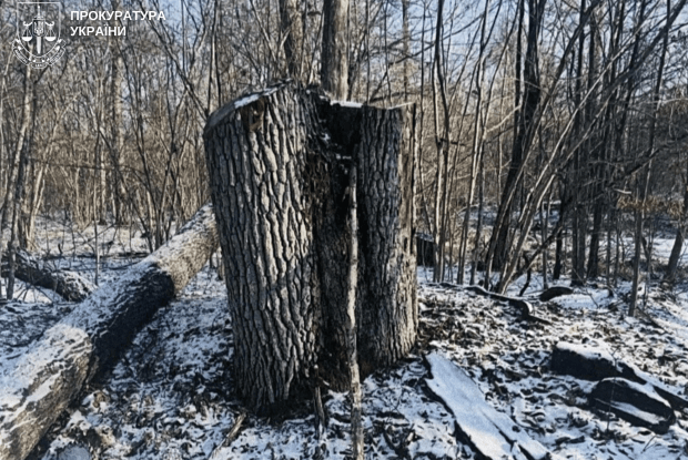 На Волині судитимуть лісівника за «голі» гектари у нацпарку