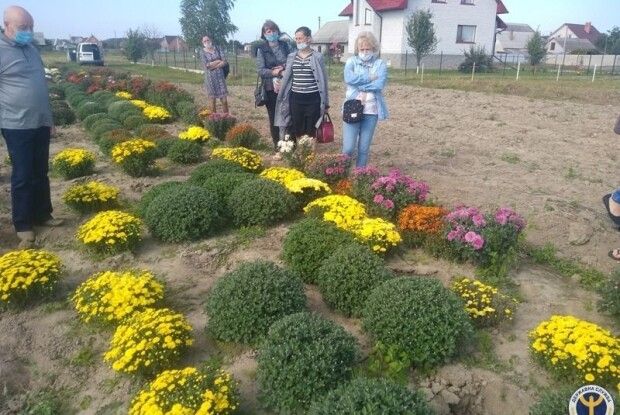 На Волині родина біля дому насіяла 80 сортів хризантем (Фото)