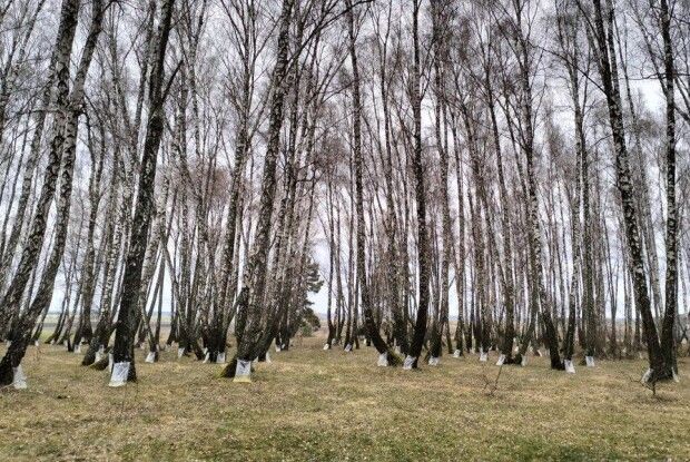 Секрети та тонкощі збору березового соку на Волині (Відео)