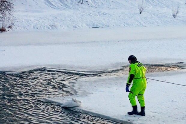 Лежав на краю ополонки: на Волині рятувальники допомогли лебедю