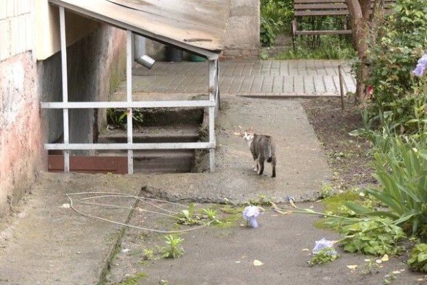 Сказ у Луцьку: чи всі, хто контактував з хворим кошеням, отримали вакцину