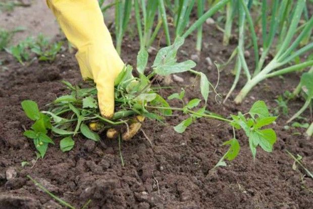 Щоби бур’яни не полонили красу