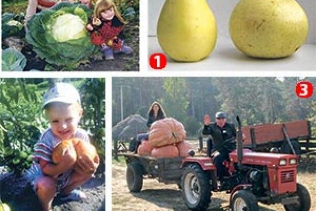 РЕКОРДНА КАПУСТИНА ВИРОСЛА НА… СТОРІНКАХ «ВОЛИНІ-НОВОЇ»!