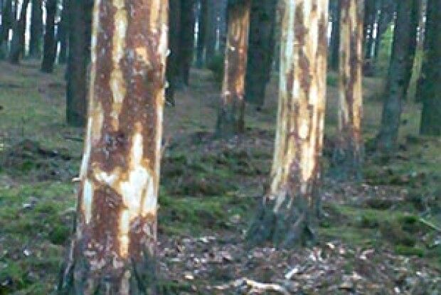 НЕВЖЕ КІНЕЦЬ СВІТУ НАБЛИЖАЄТЬСЯ?