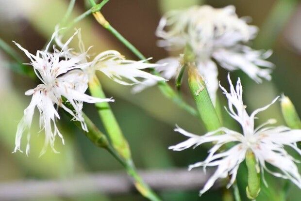 Сьогодні батаніки надибали у Цуманській пущі на гвоздику несправжньорозчепірену (ФОТО)