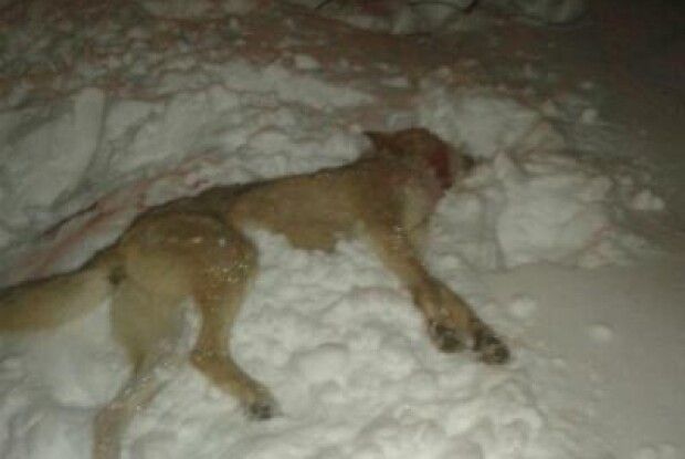 Прикордонники врятували чоловіка з пащі скаженого вовка (фото)