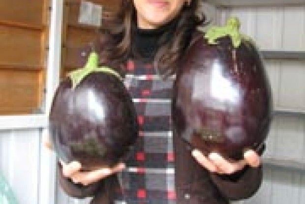 ОСЬ ЯКІ БАКЛАЖАНИ РОСТУТЬ НА ВОЛИНІ!