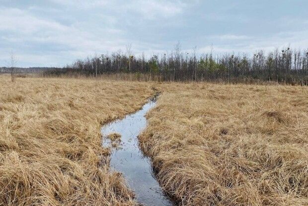На Волині знайшли і показали силу дикої природи (Фото)