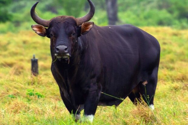 На які три знаки Зодіаку у 2021-у впаде «золотий дощ»