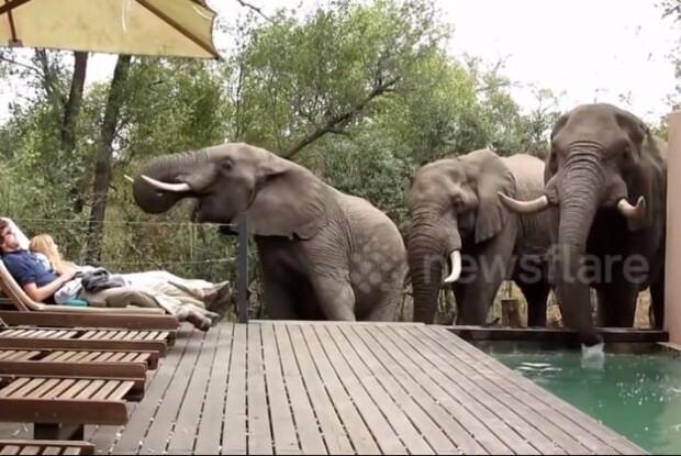 У Південній Африці троє слонів страшенно налякали двійко туристів (відео)