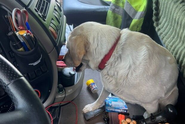 На Волині службовий собака прикордонників винюхав канабіс у кабіні вантажівки