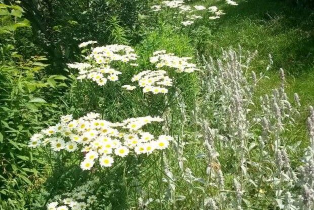 Квіти - то очі Бога на Землі: сьогодні був їхній день (Фото)